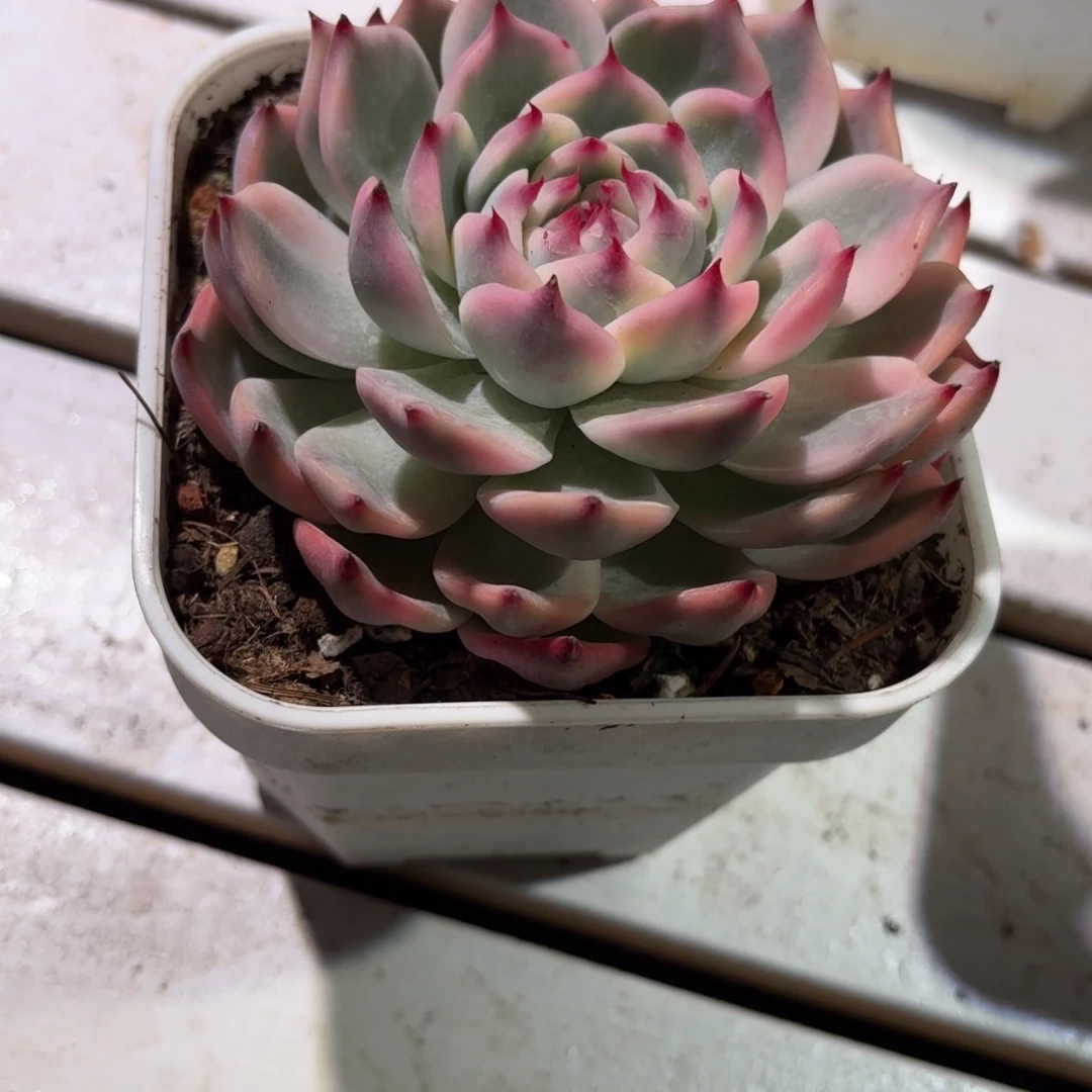 吉娃娃锦多肉植物