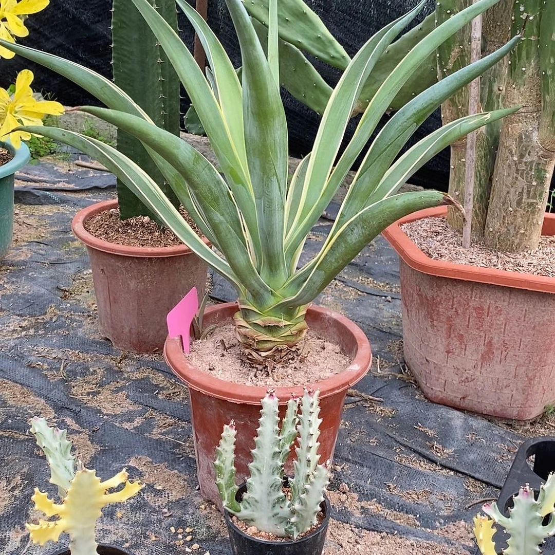 金边龙舌兰一物一家拍