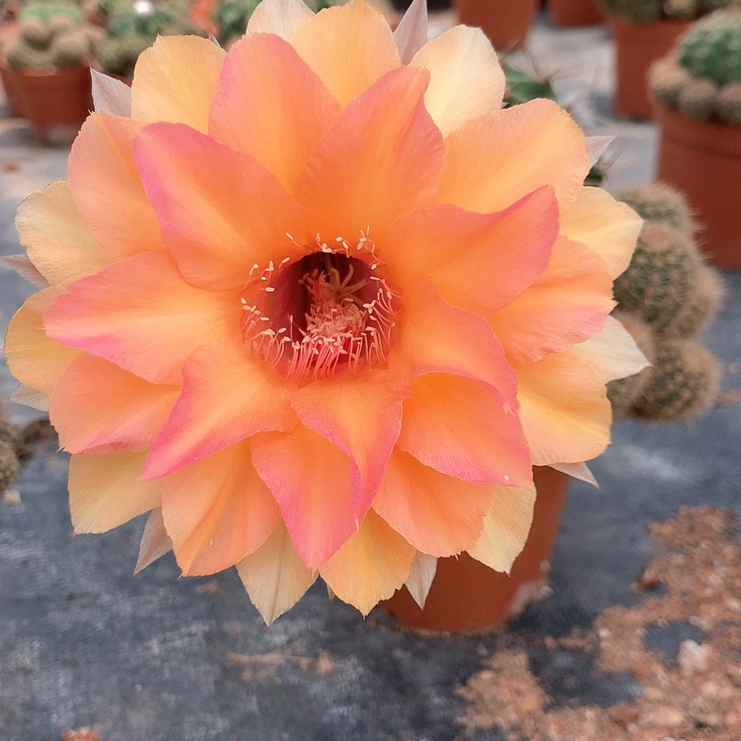 3339实生彩草10公分杯