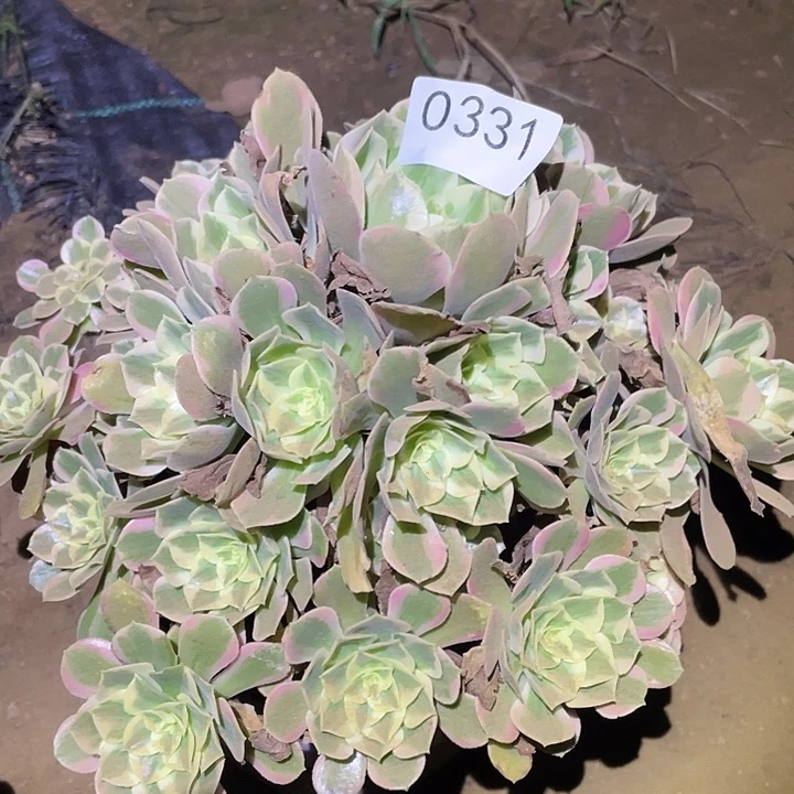 多肉植物法师331女妖
