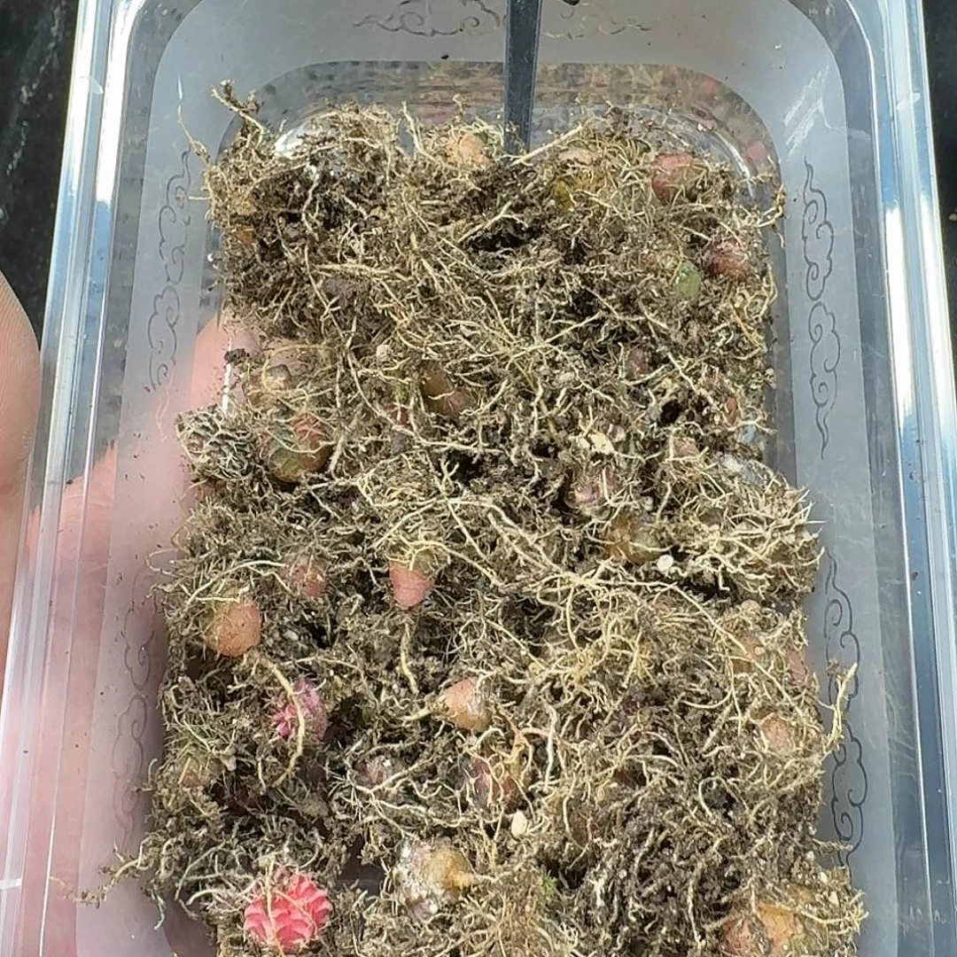 米哈实生自然锦188