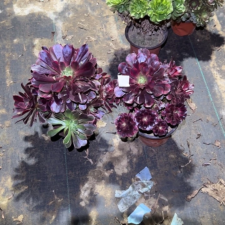 柠***檬不包侧枝一物一拍57