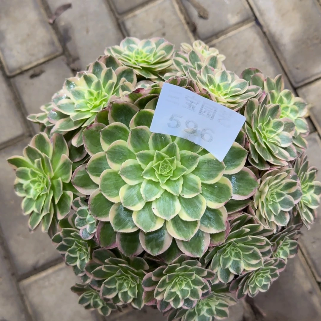 和***光多肉植物596孔雀翎法师