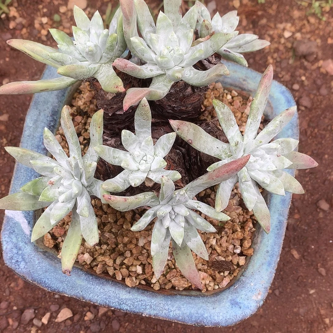 8350漠然一杂交仙女杯多肉