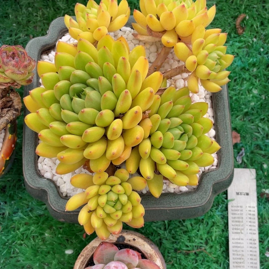 奶昔冬云多肉植物盆栽