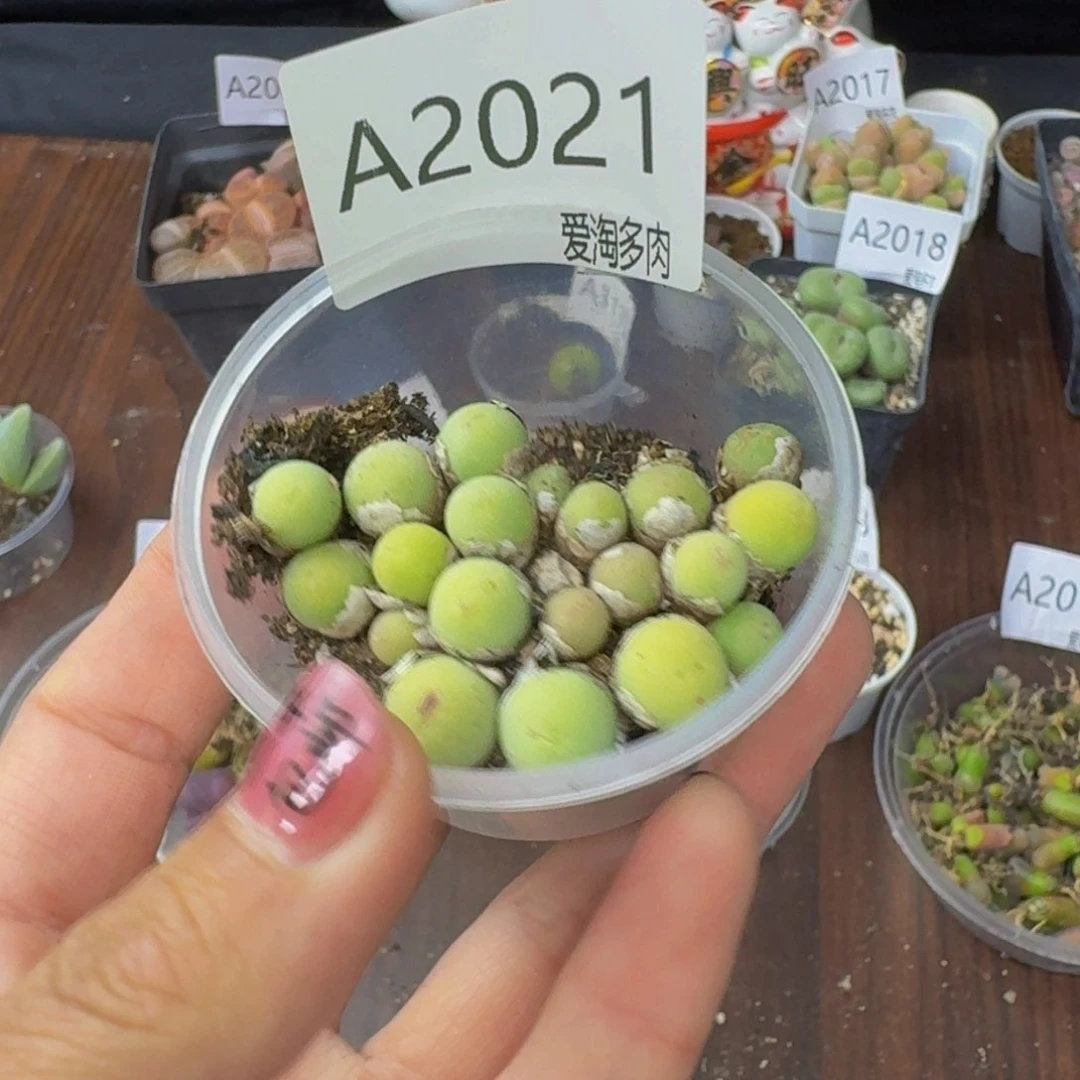 2021--生石花 肉锥