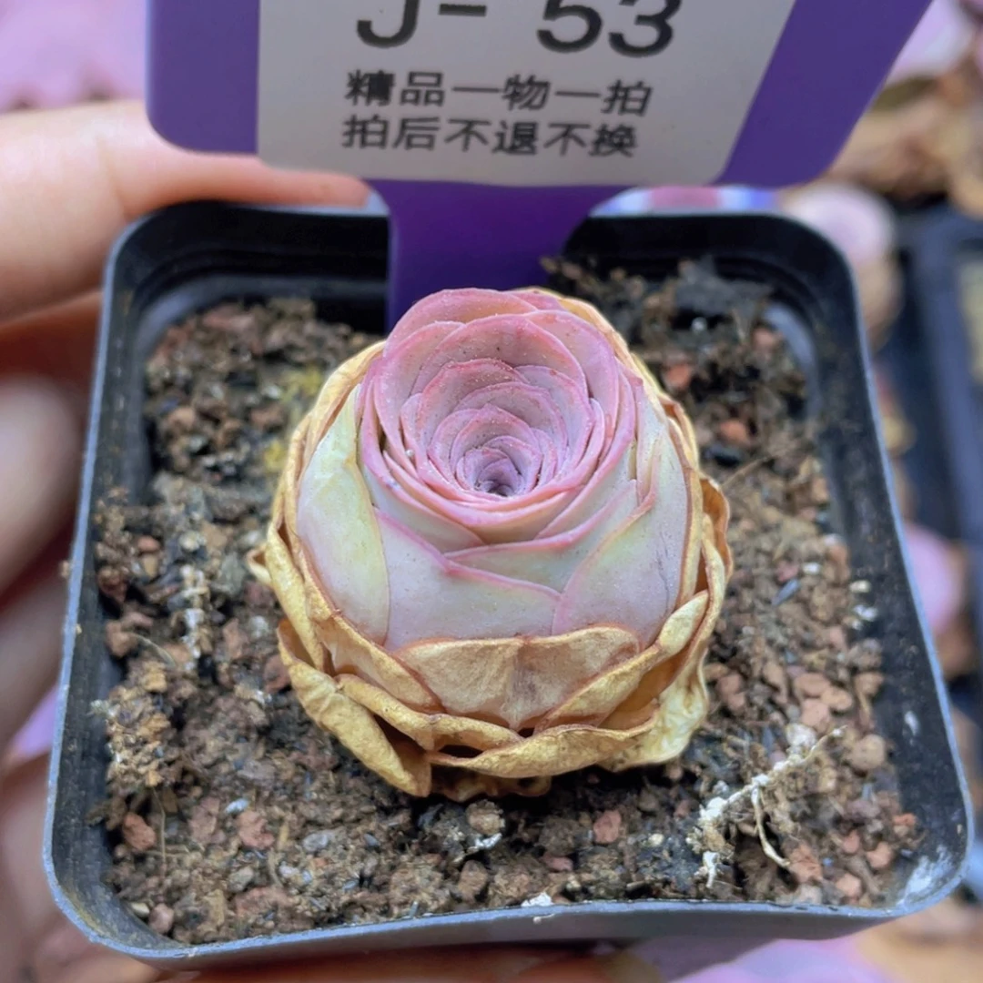 阿***黎山地玫瑰J53满38包邮裸根发货