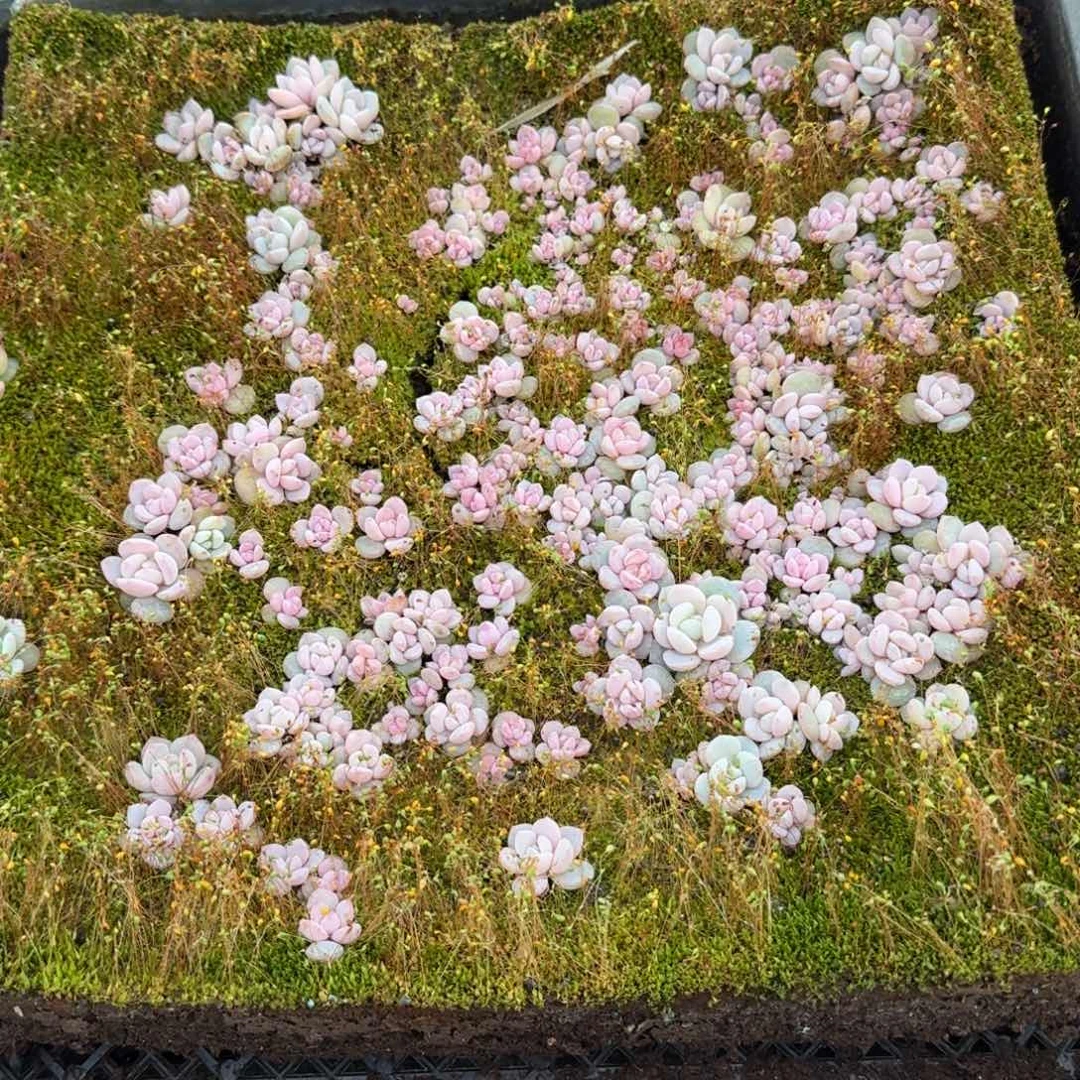 奶盖切糕一筐不带盘26-103