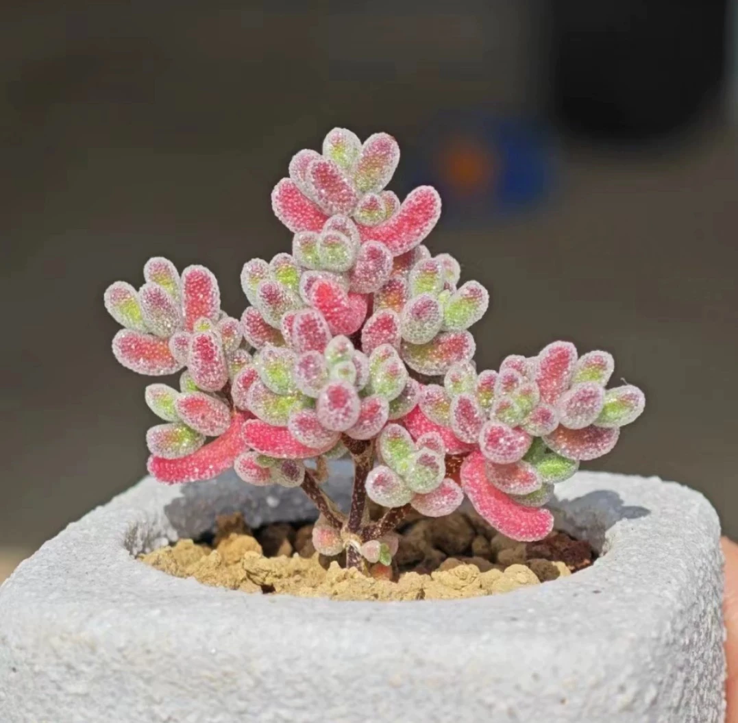 多肉植物冰晶枝干闪闪发光多肉绿植盆栽