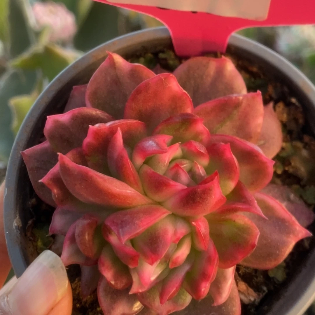 340红舞东云锦锦锦锦锦锦