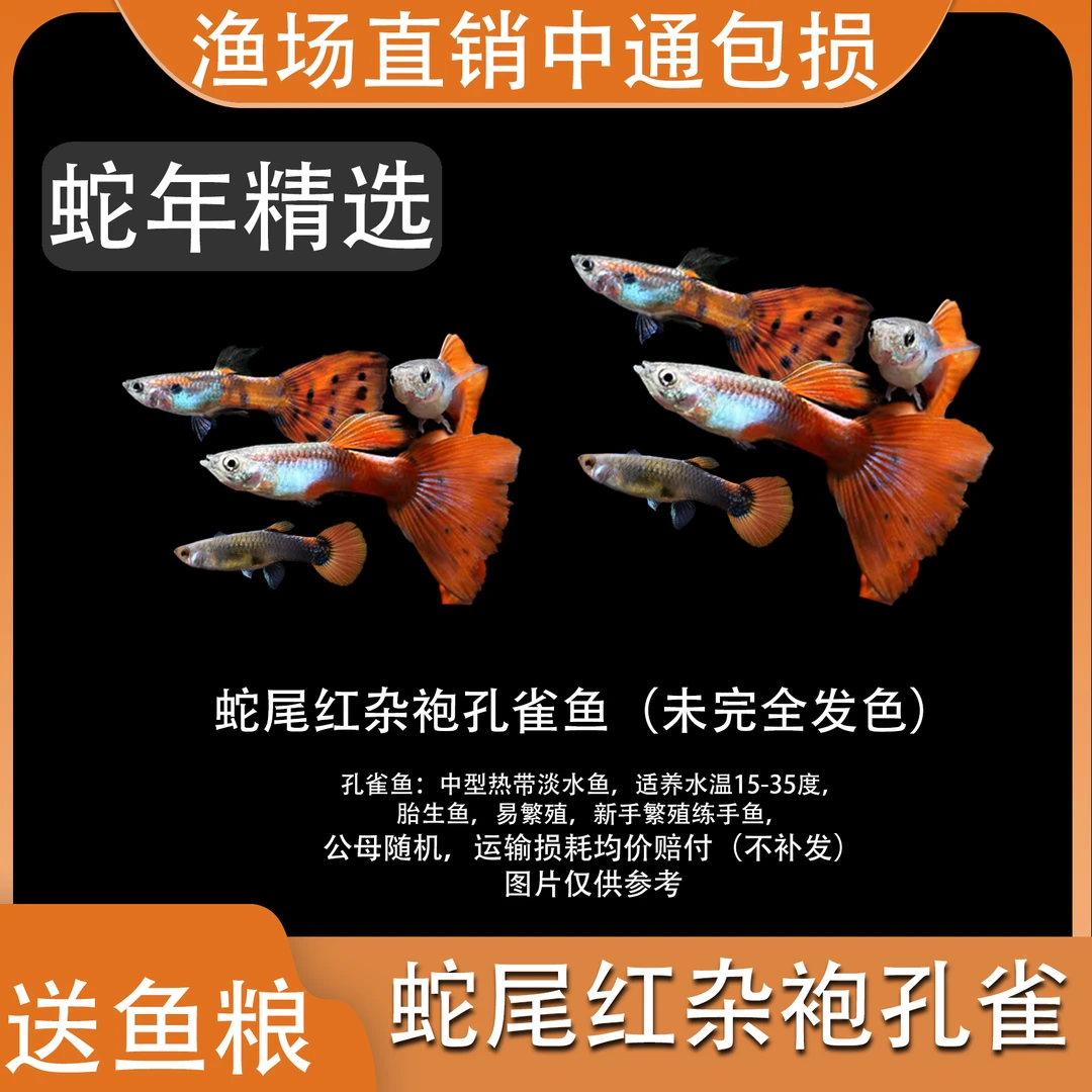 蛇尾杂袍孔雀鱼观赏小型淡水好养热带活体清道夫斑马金鱼小鱼