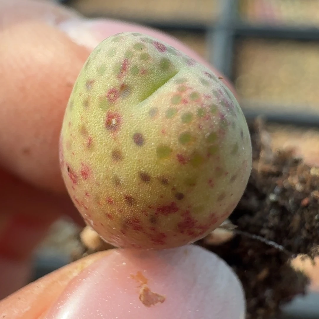 69斑马955d斑马00000