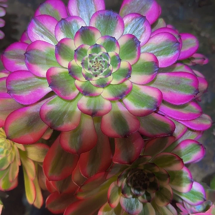 精品舞天姬大波浪捧花福利