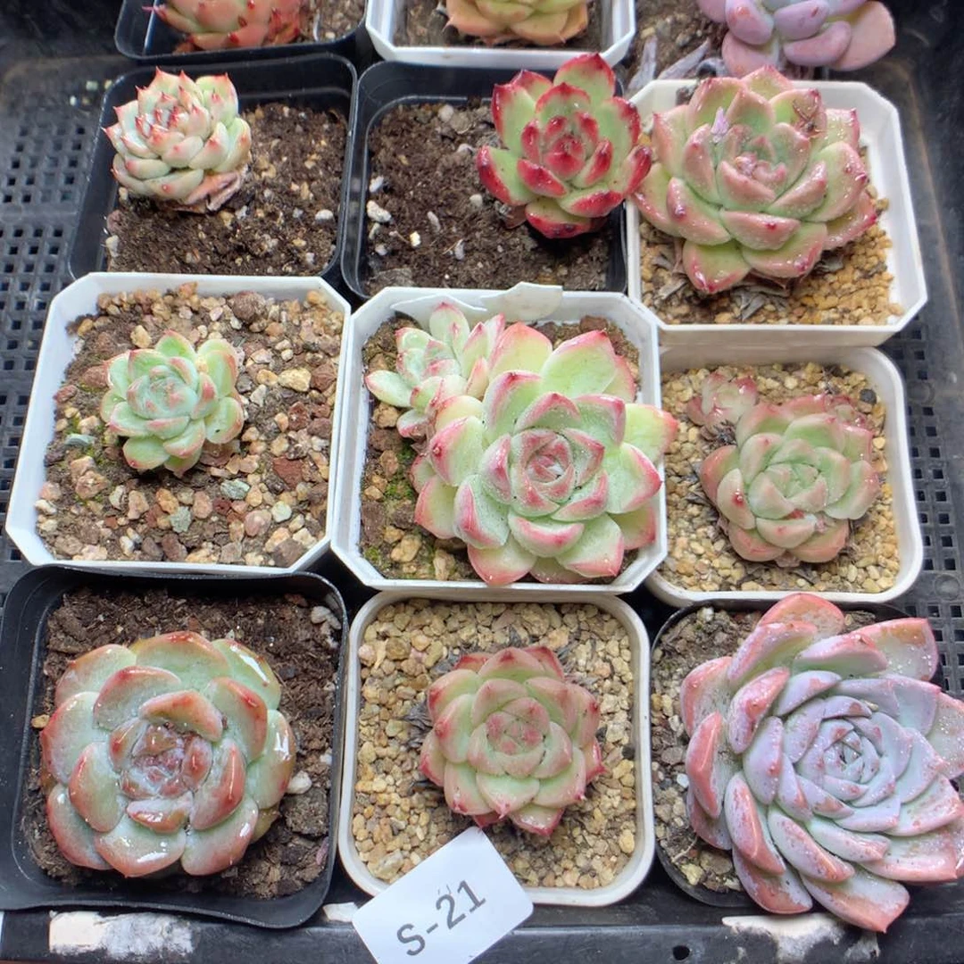 无花朵S21英语英语英语英语英语英语英语英语