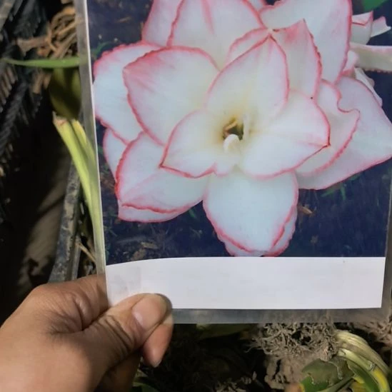 当前无花栽培后可以开花曦荷5厘米裸根球