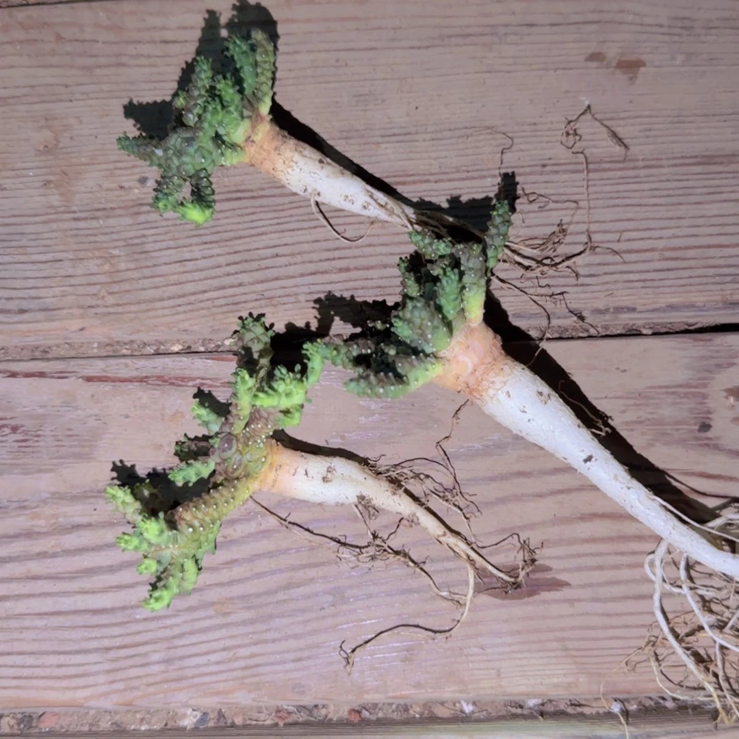 块根植物块根植物块根