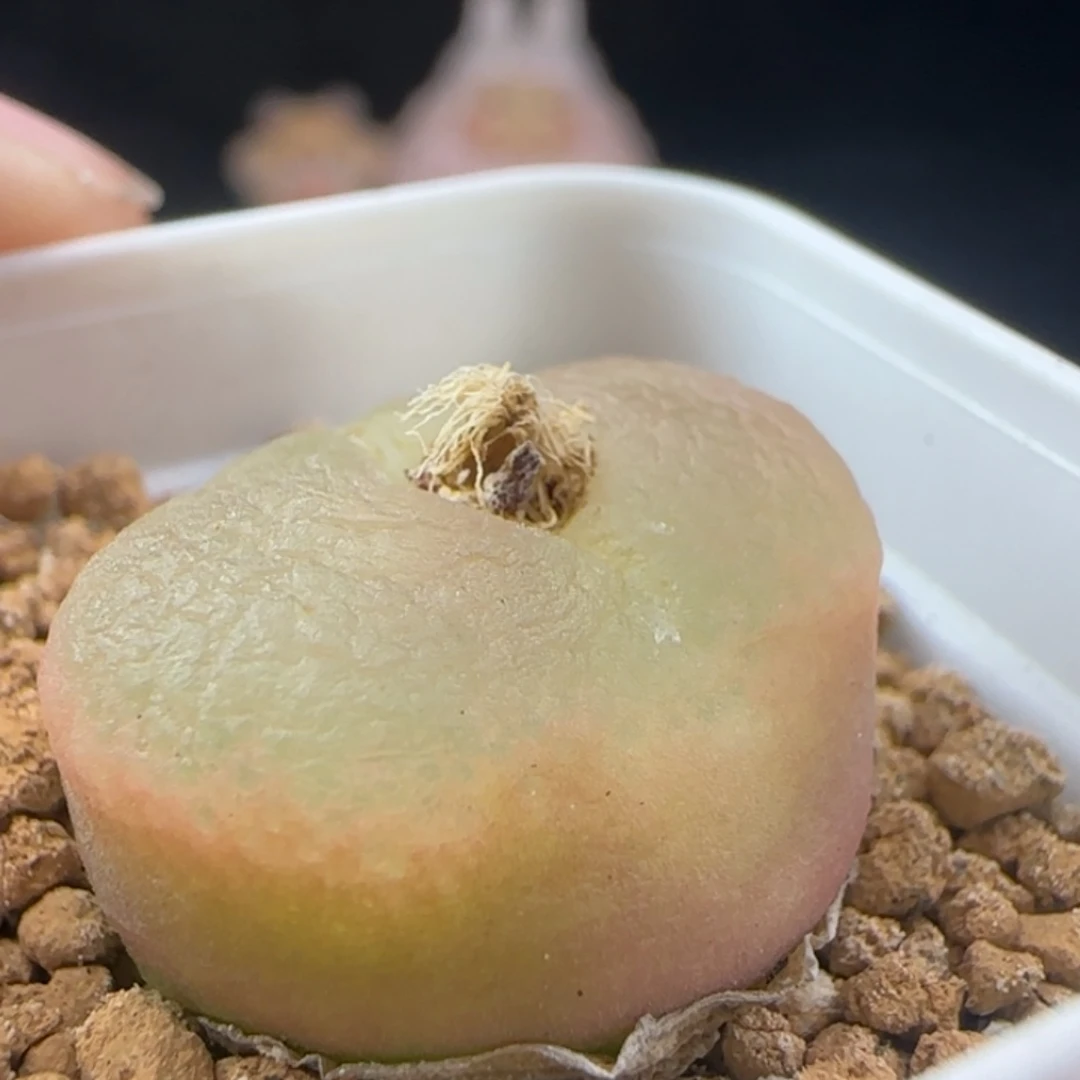 2.6.61/蟠桃/尺寸2.2