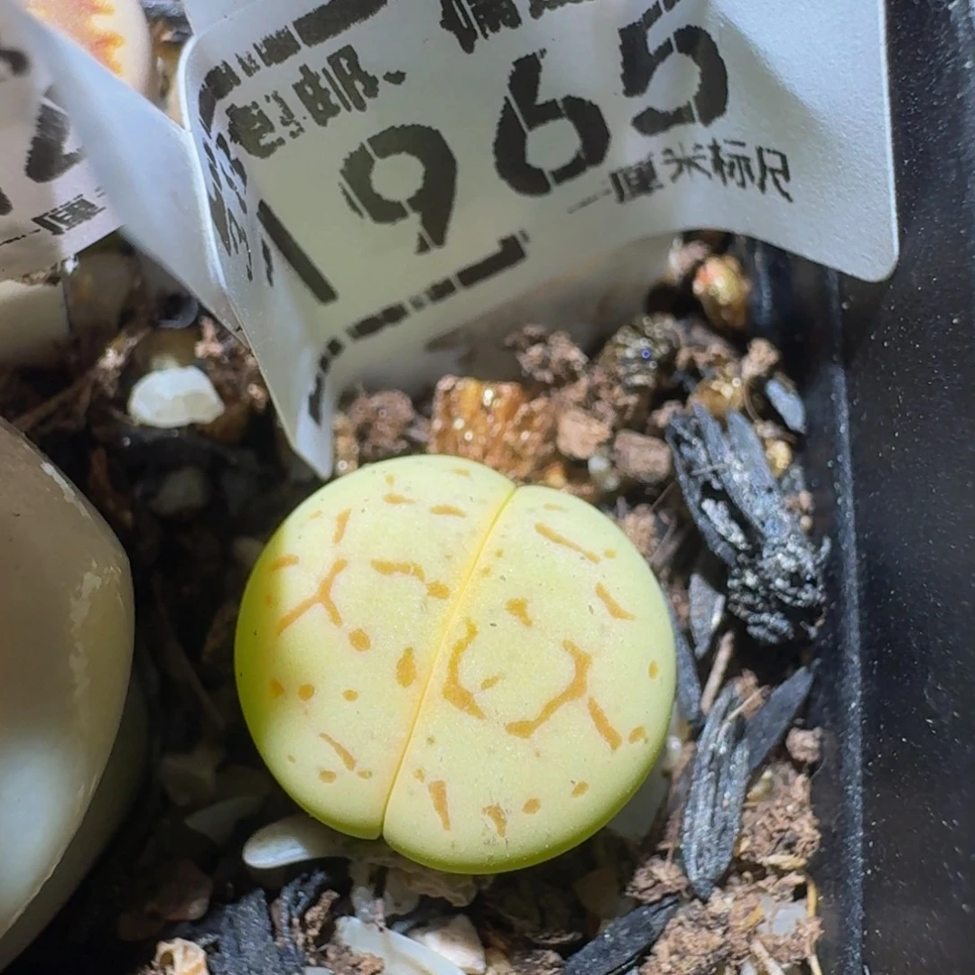 Zzzz生石花肉锥1965