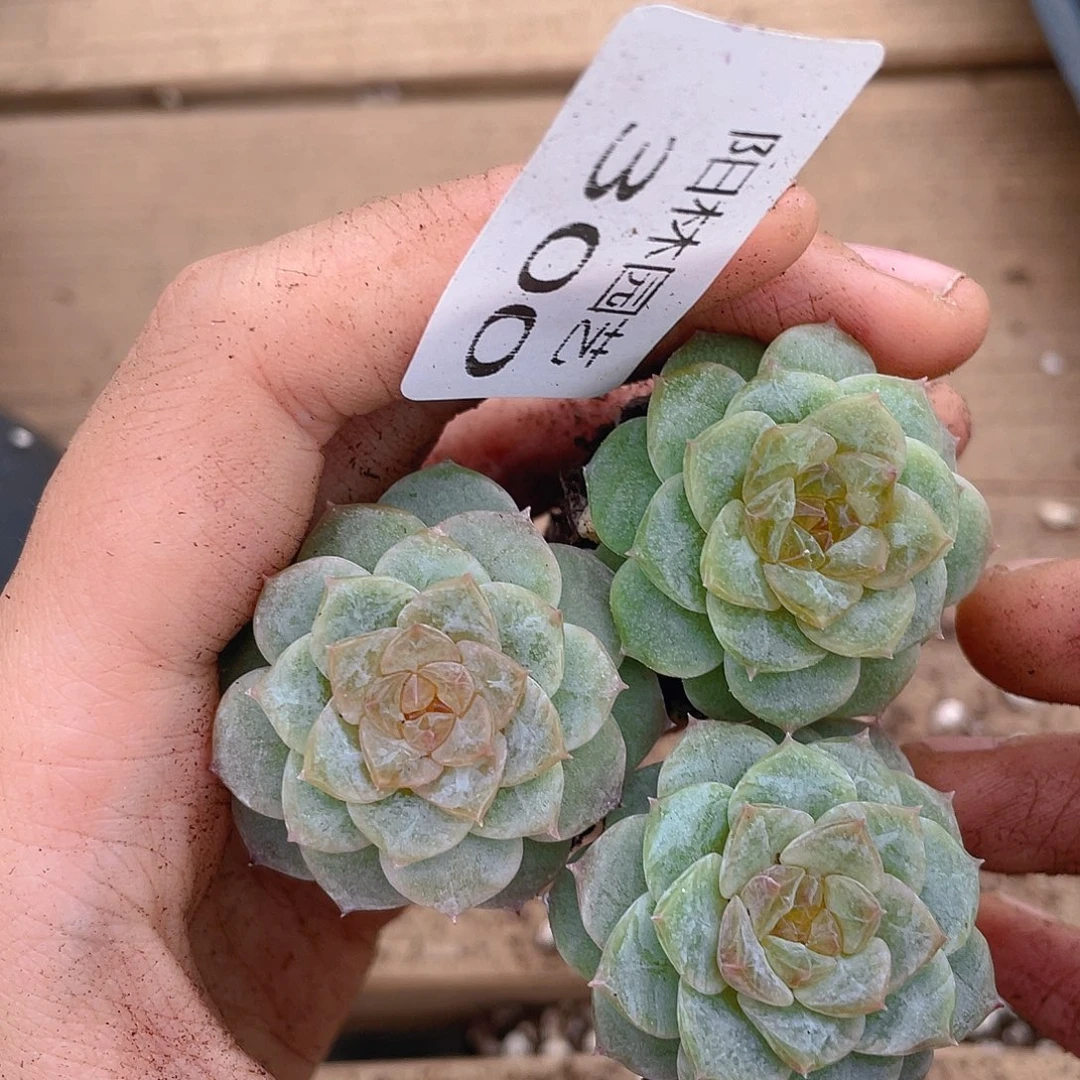 多肉植物多肉植物300