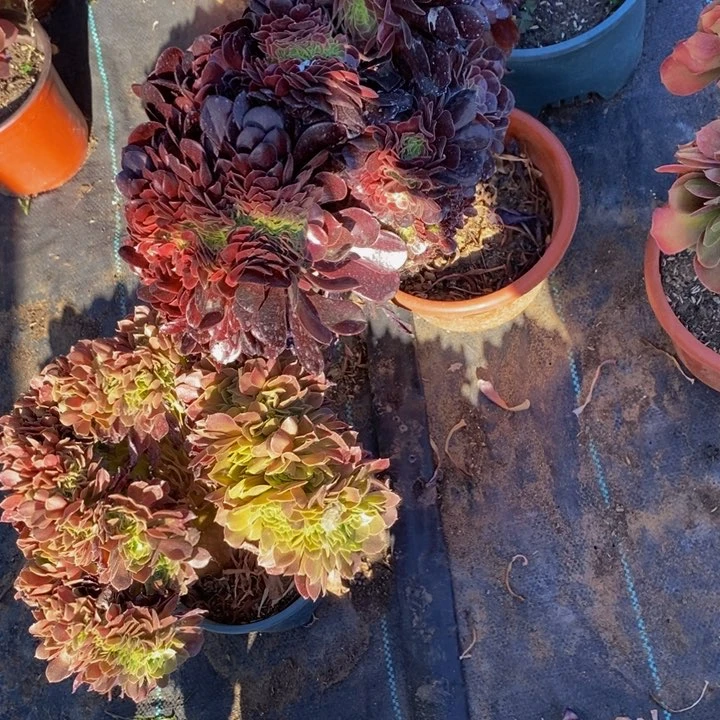 虹*?法师一组多肉植物