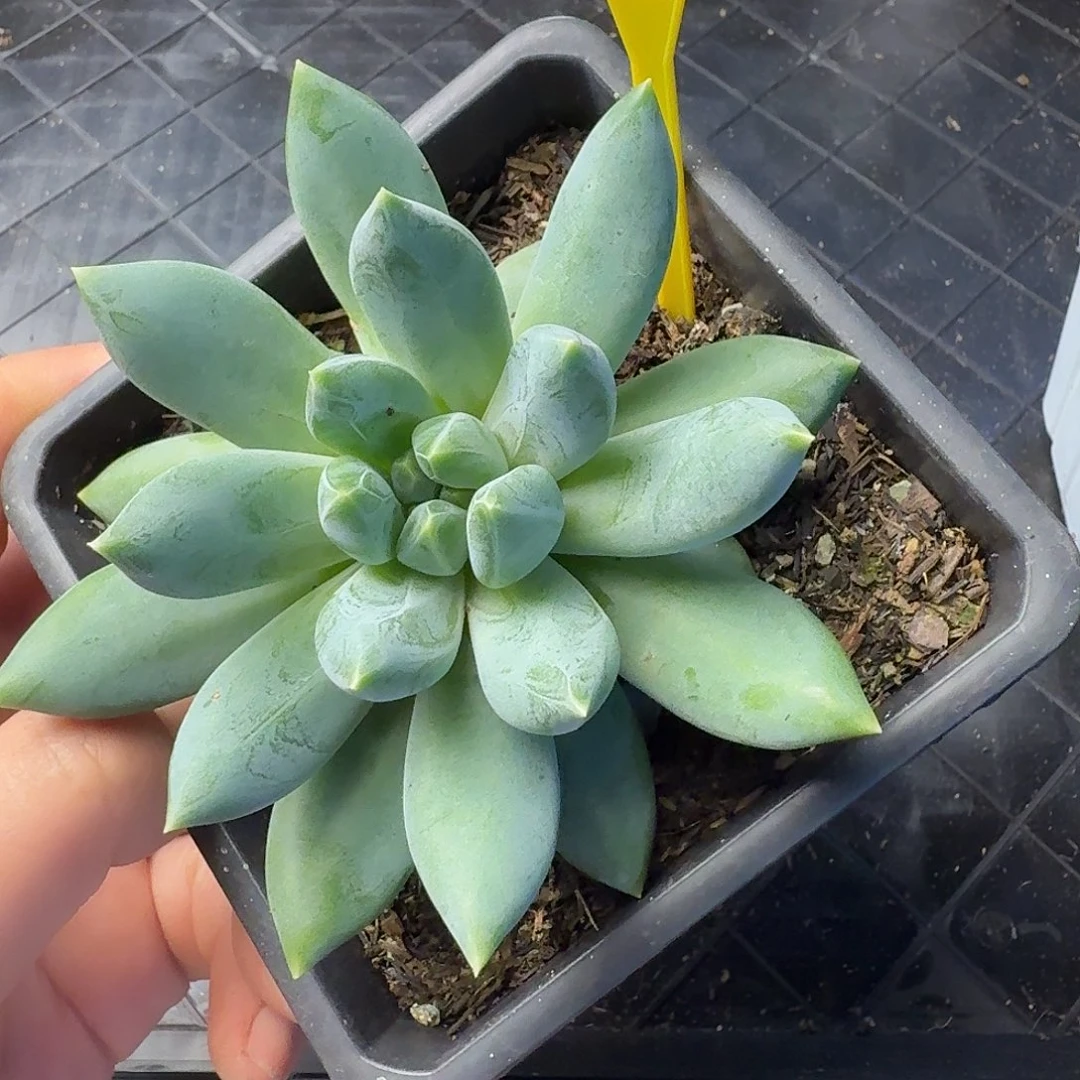 重楼多肉植物878.