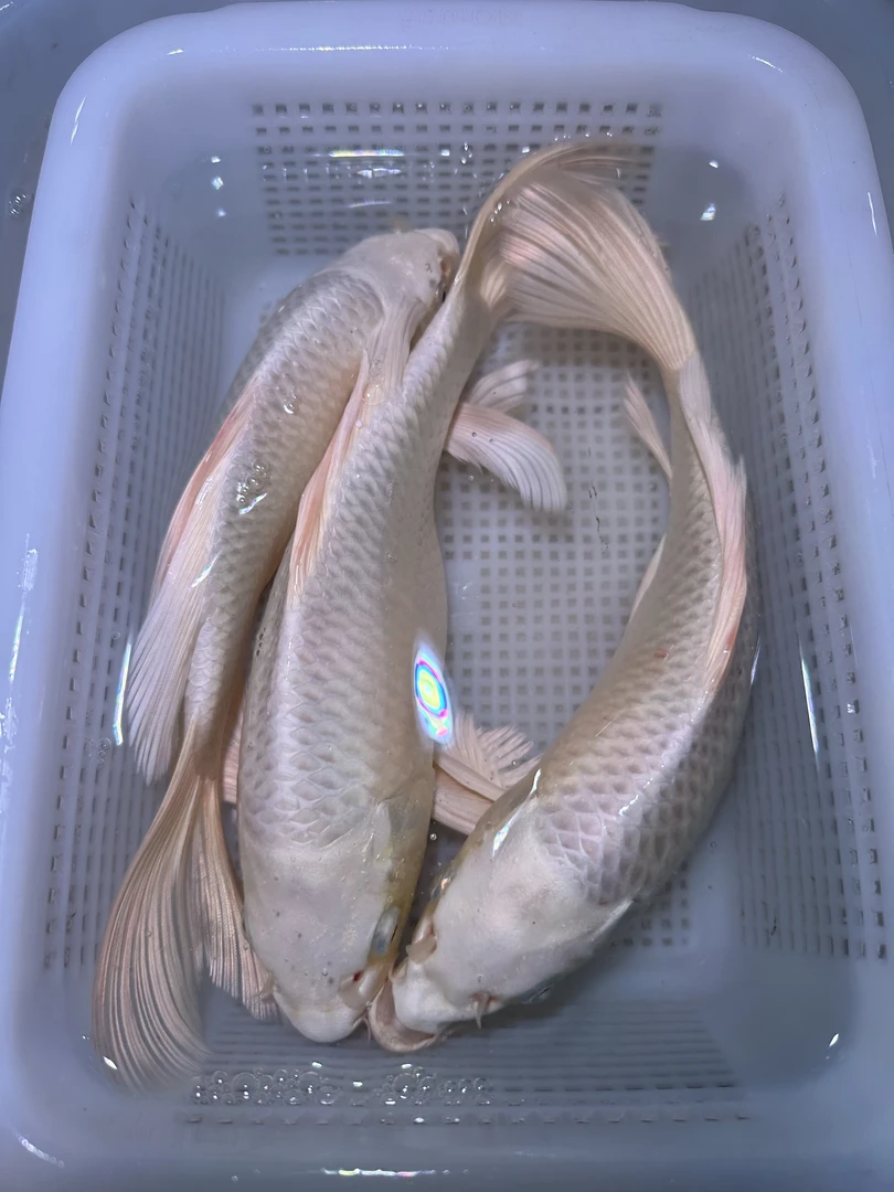 【三条装】台湾白蝴蝶鲤锦鲤观赏鱼冷水鱼淡水鱼活体包邮