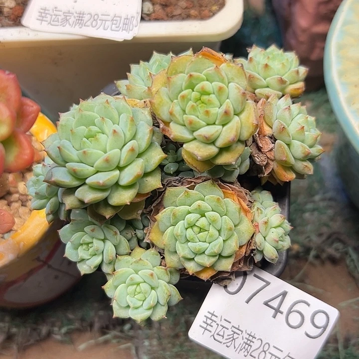 幸运的是我还没遇到你呢