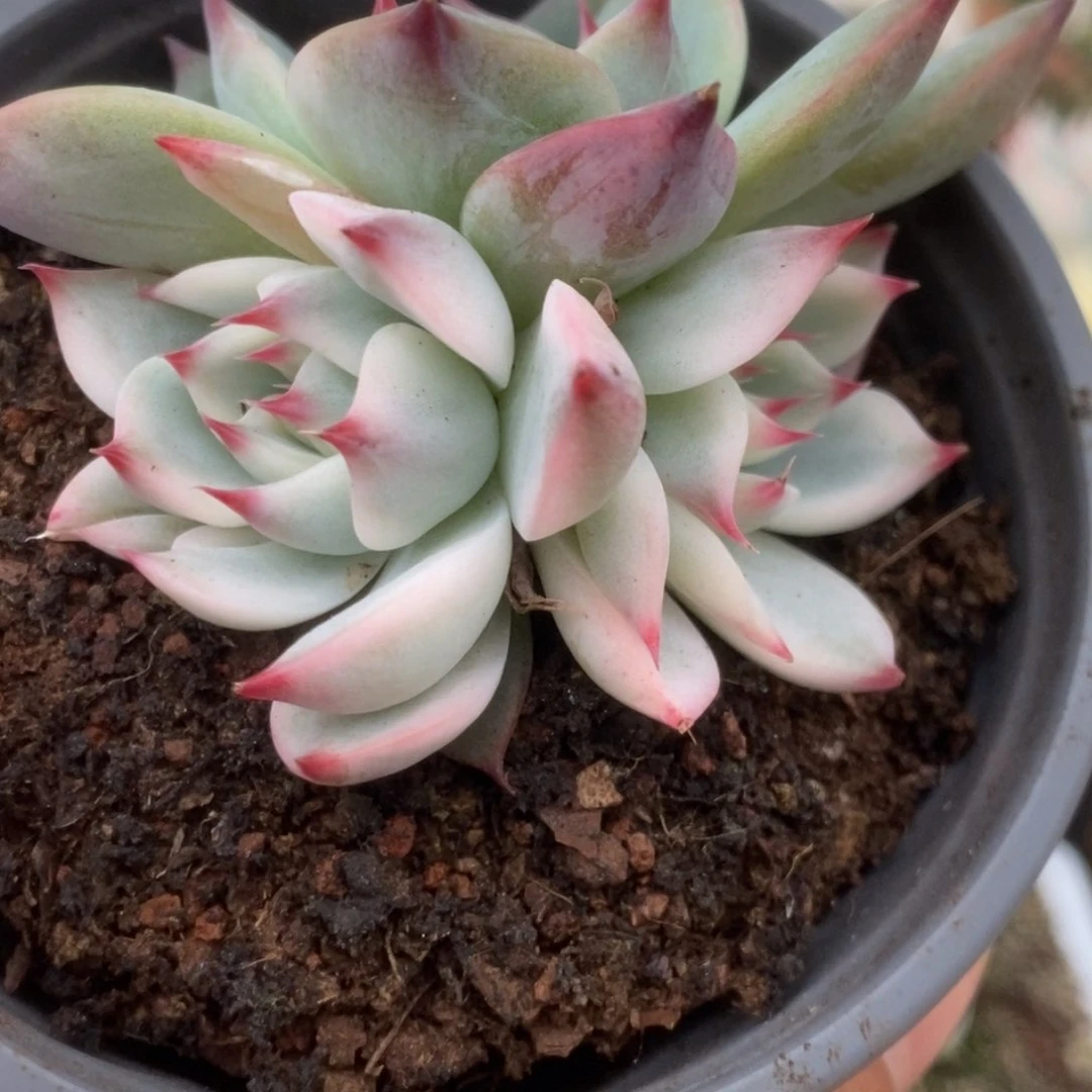 270锦锦锦锦锦锦