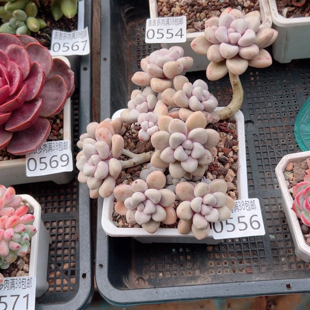 爱***笨无花朵0522多肉一物一拍植物0556