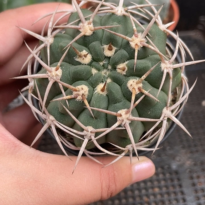 058碧岩玉仙人球5cm左右