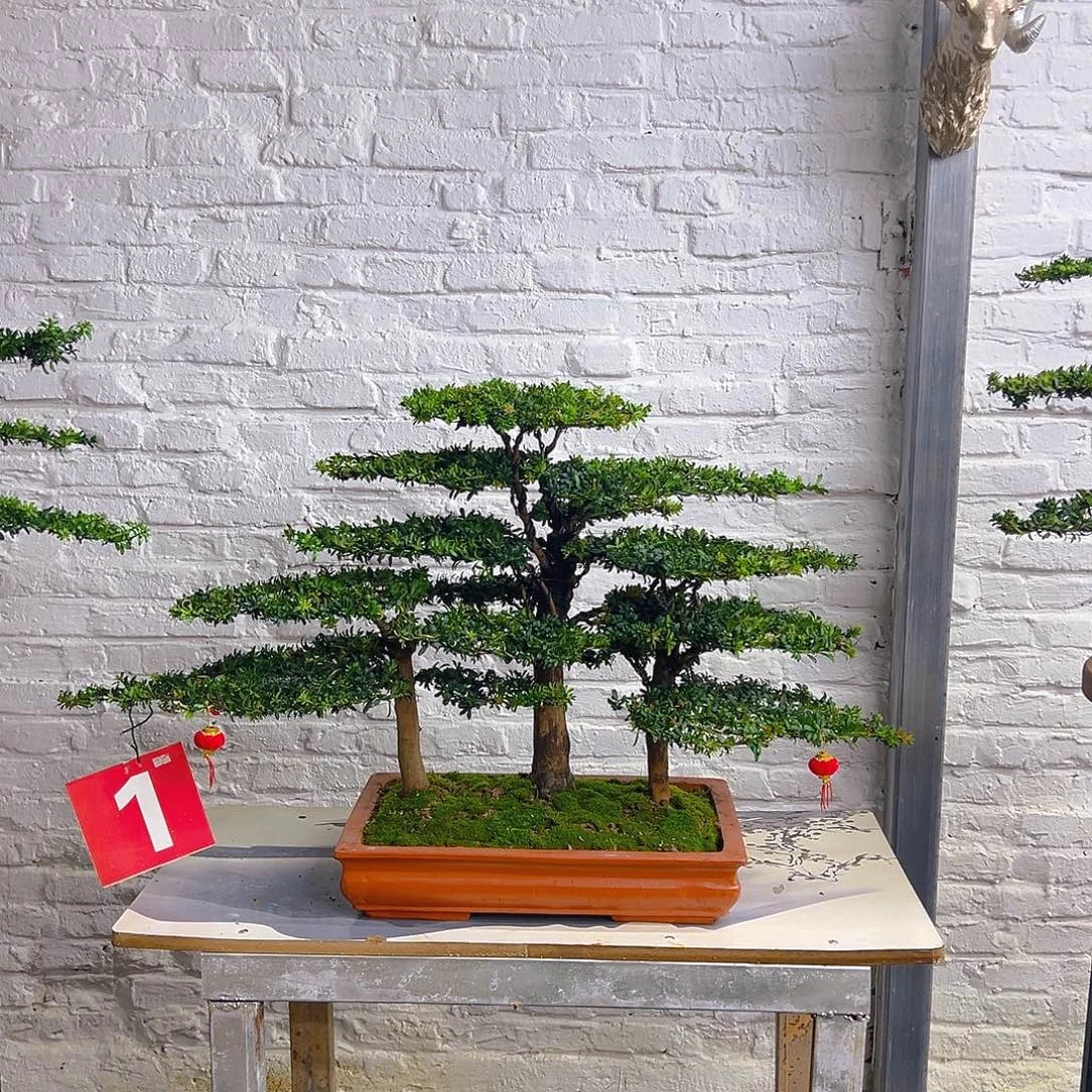 不开花植物红芽罗汉松老桩