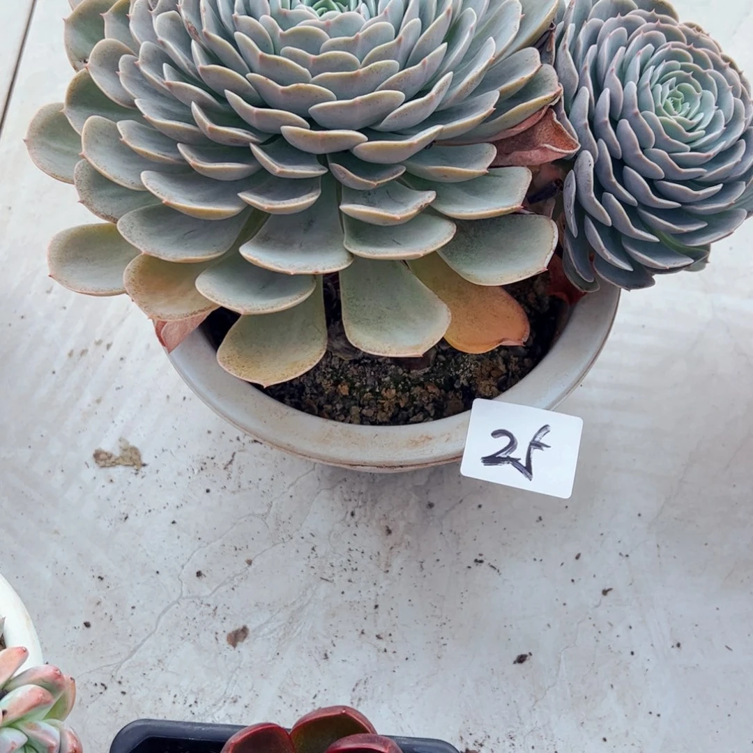 嫣***然多肉植物组合盆栽25