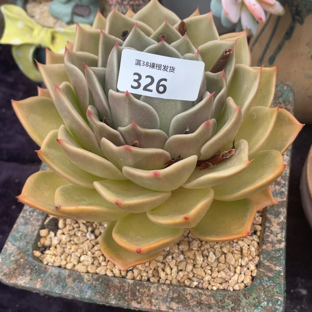 瑞***.326大单头多肉植物一物一拍