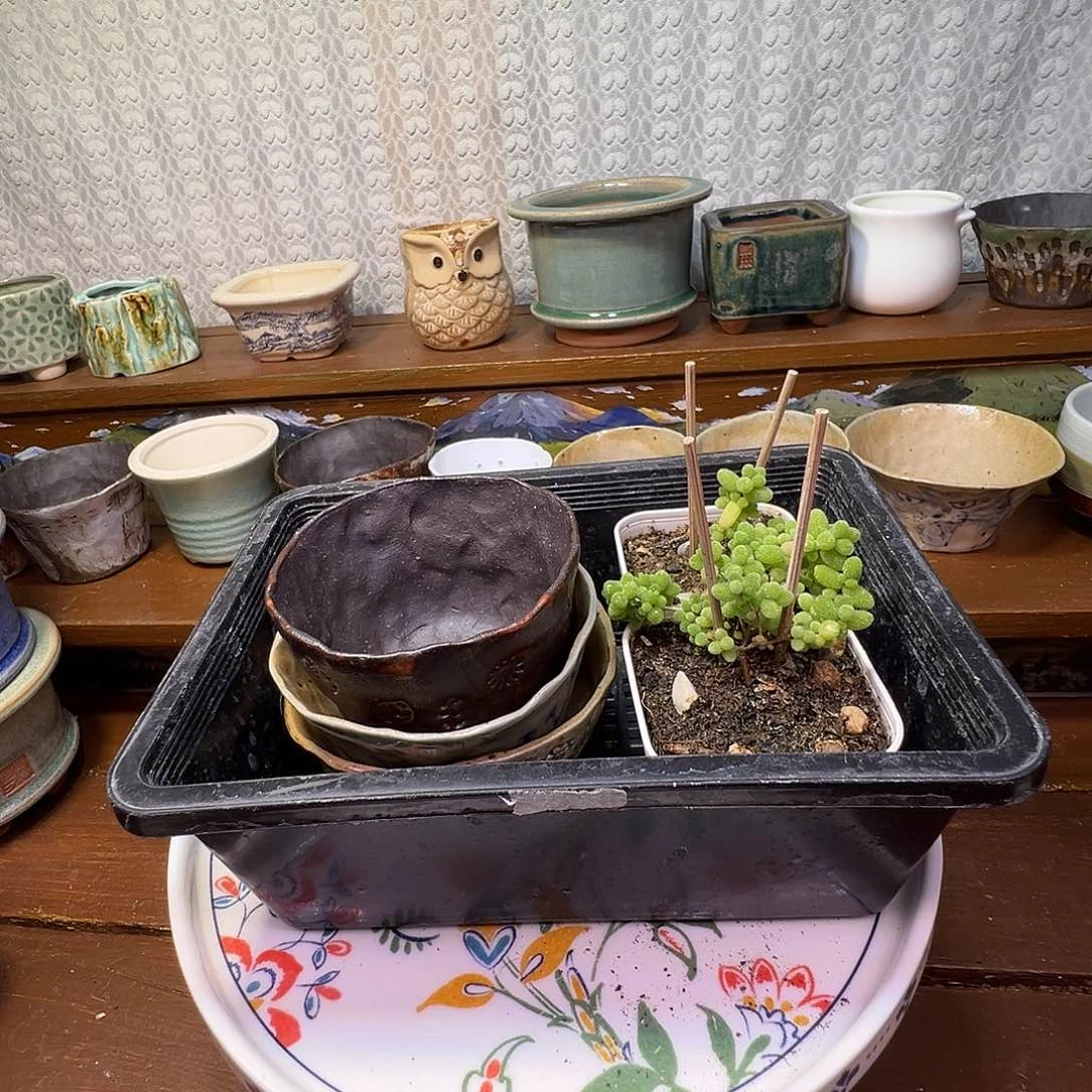 L***子枝干番杏多肉植物066