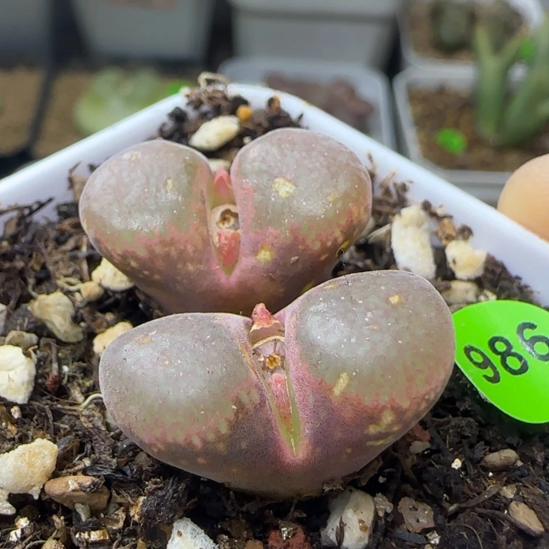 双头红风铃瑕疵986