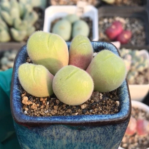 多肉肉锥 毛翠滴 带盆