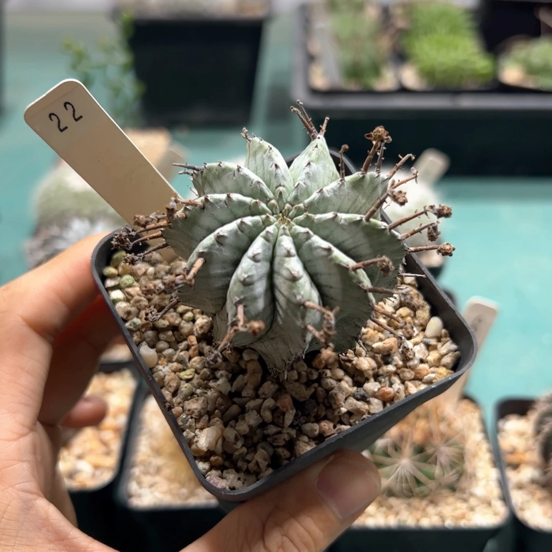 22号魁伟玉 侧芽繁殖脱土发货