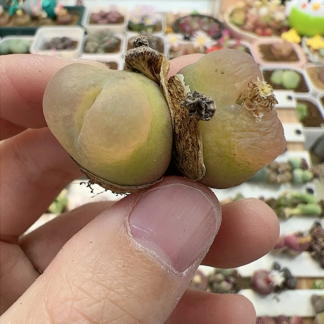 【闪购商品】242 福利