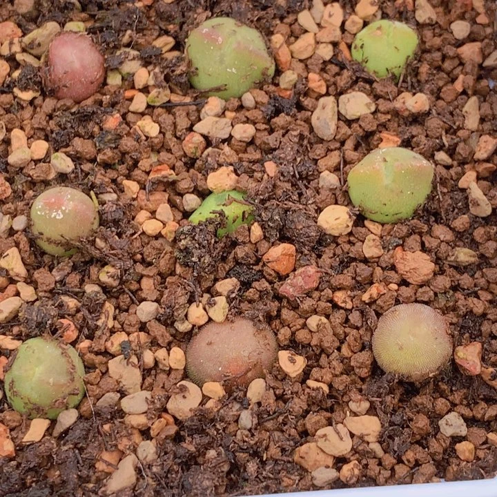 145555668668546585465566