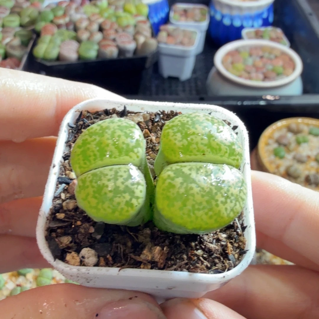 梧***树多肉植物的生长发育和生长634