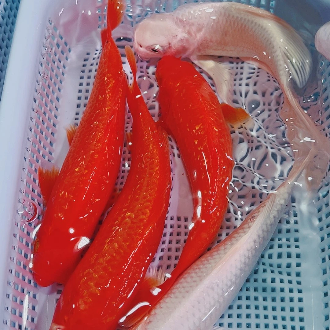 锦鲤锦鲤冷水鱼观赏