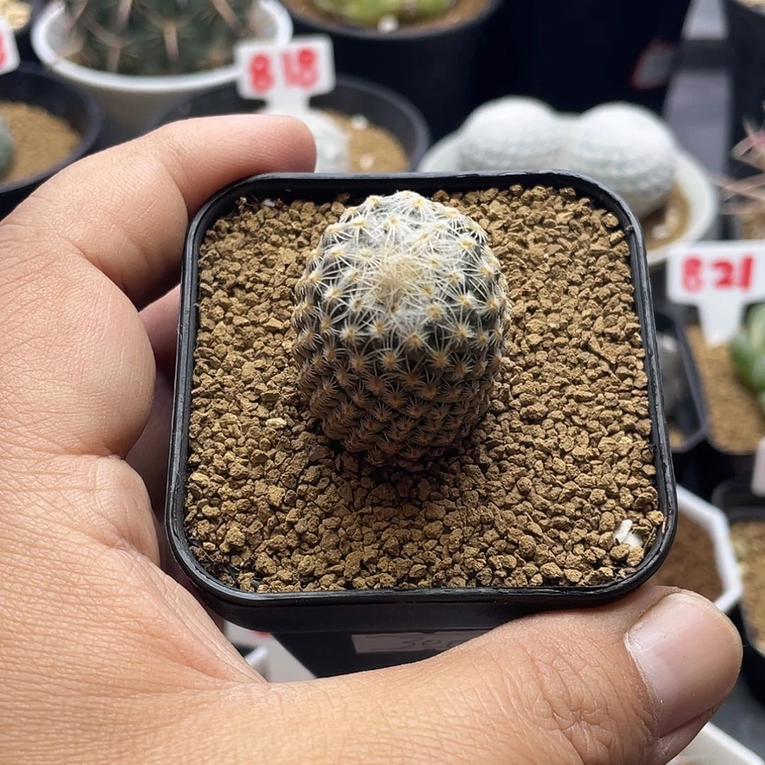 银牡丹 带盆土包邮