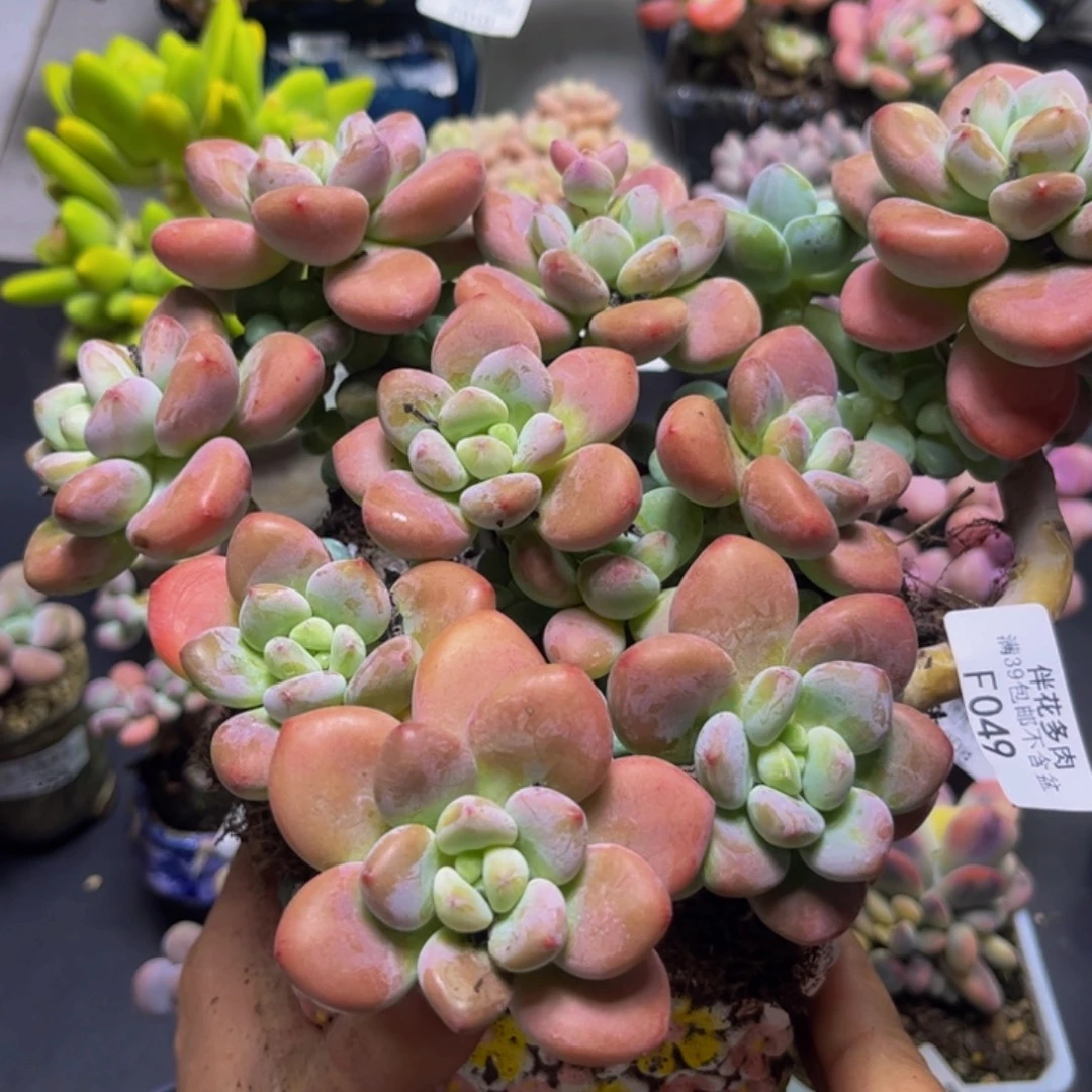 樱花洛神049/17cm多肉