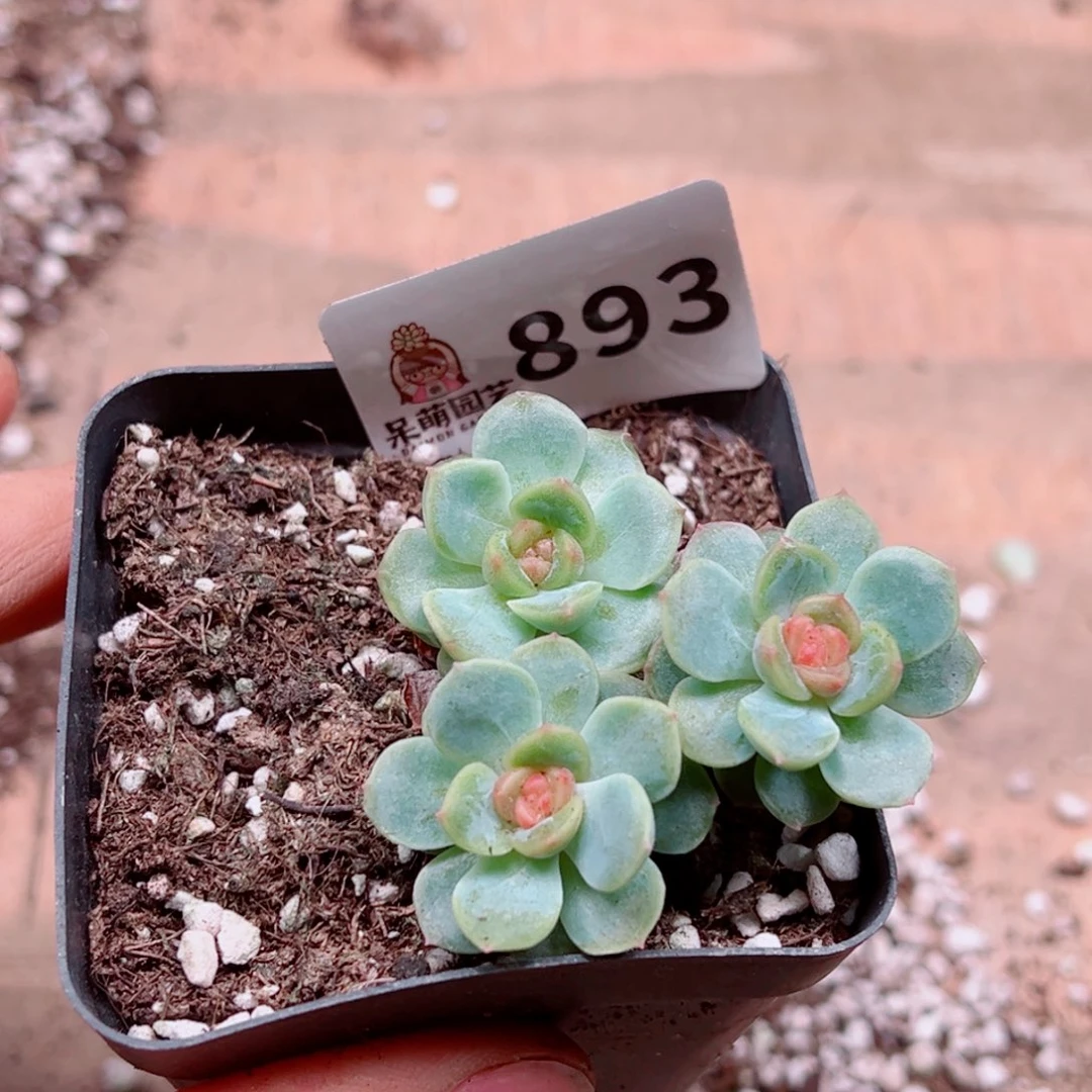 当前无花朵，栽培后可花朵