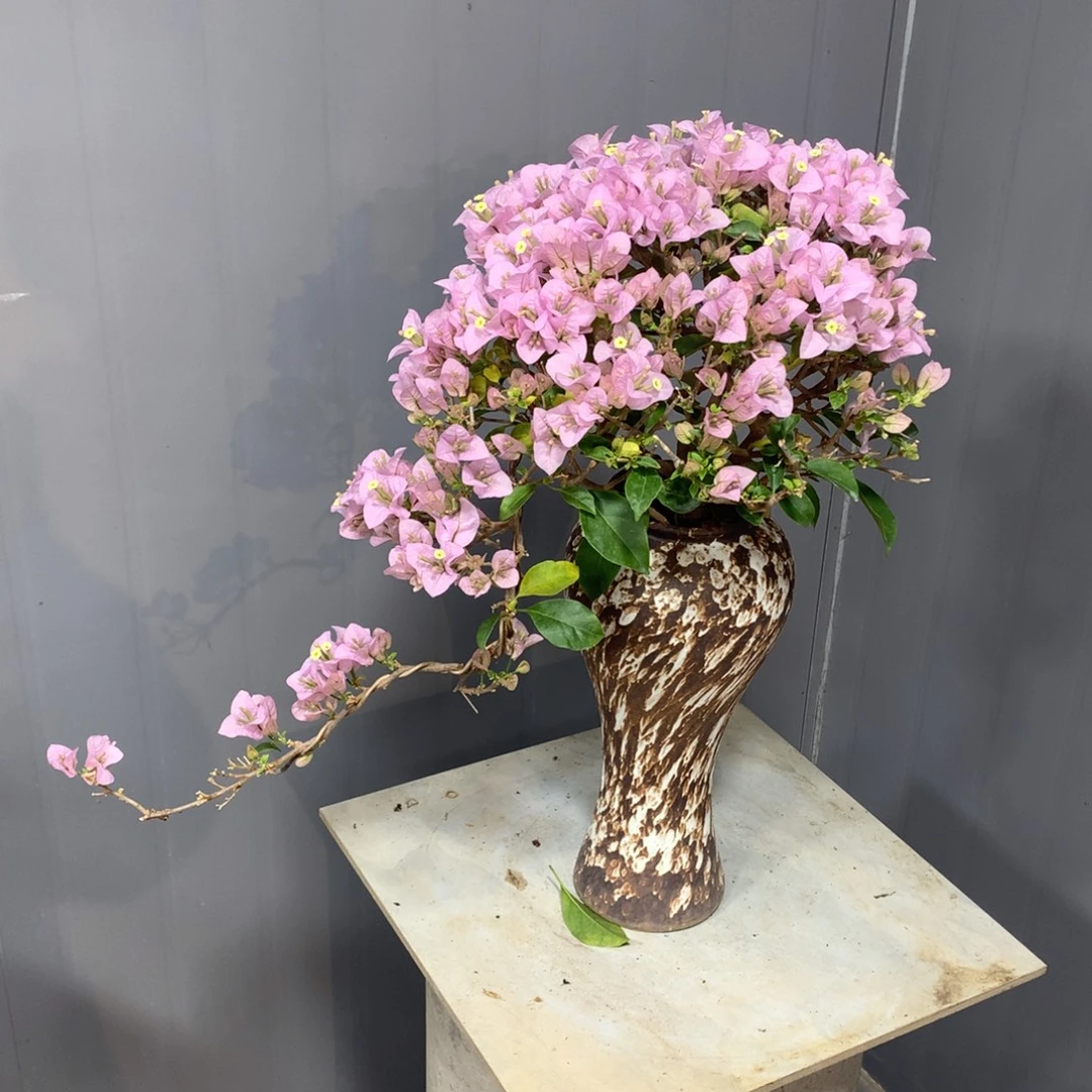 大量花朵（建议范围：8朵-15朵 或40%以上）