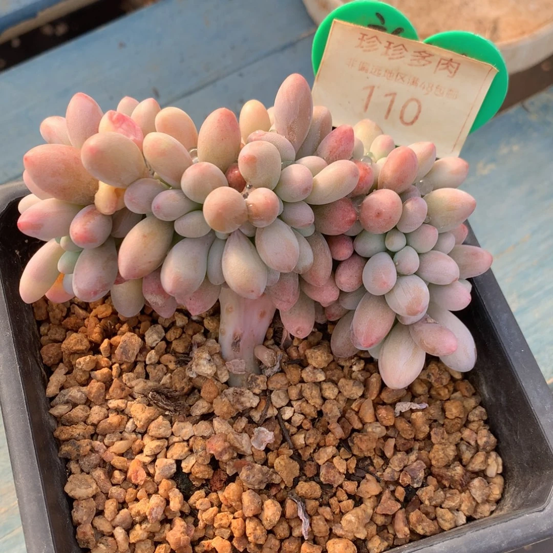 汤圆缀化一物一拍