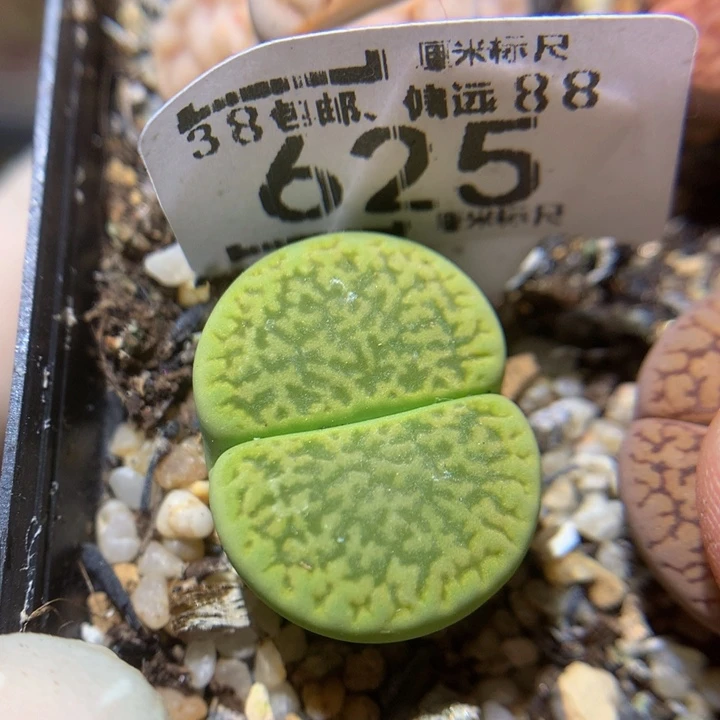 zzz精品生石花625