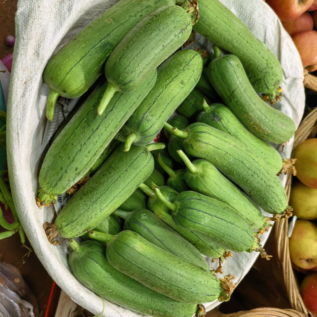 云南农户自种本地新鲜肉丝瓜