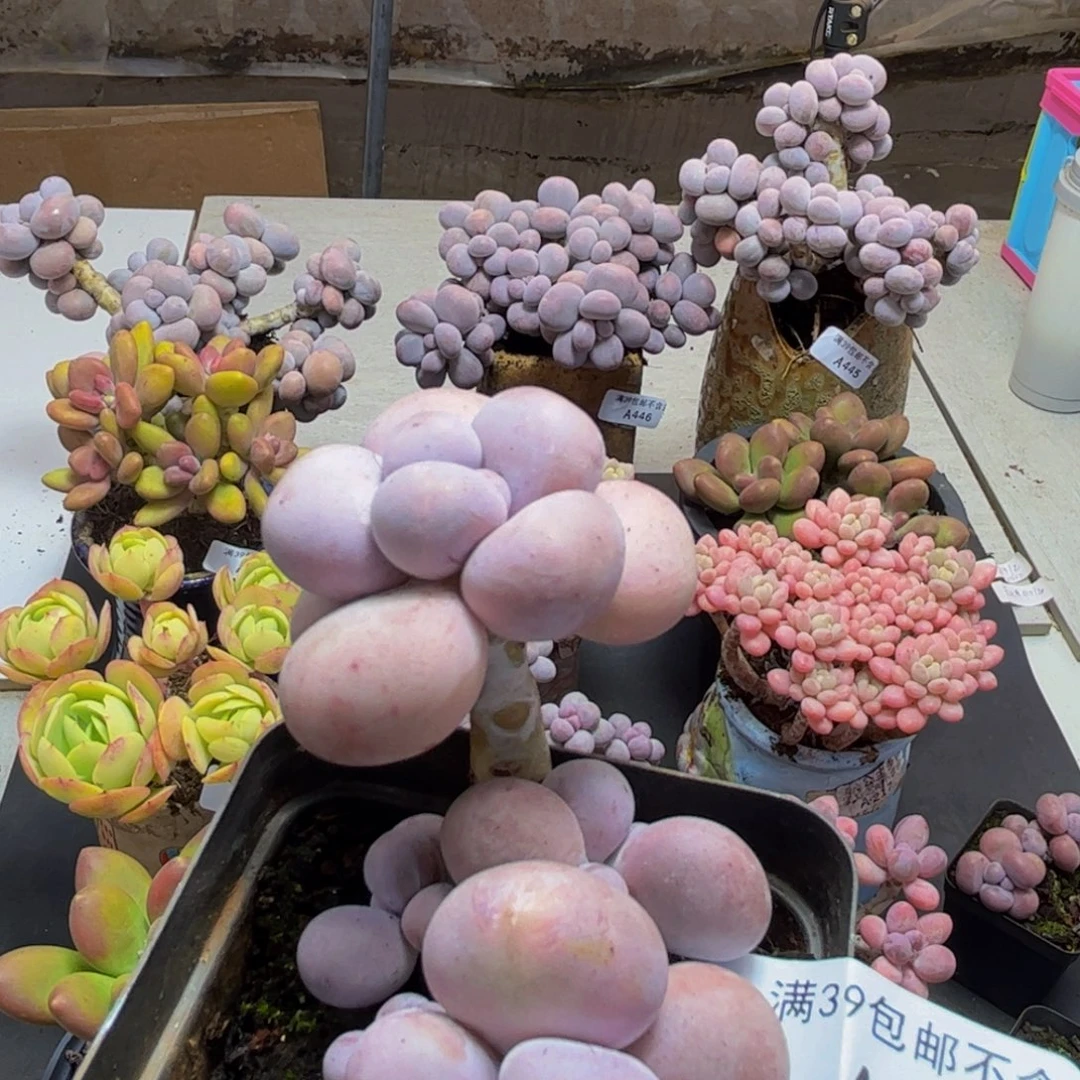 447/6cm芭比奶酪多肉植物