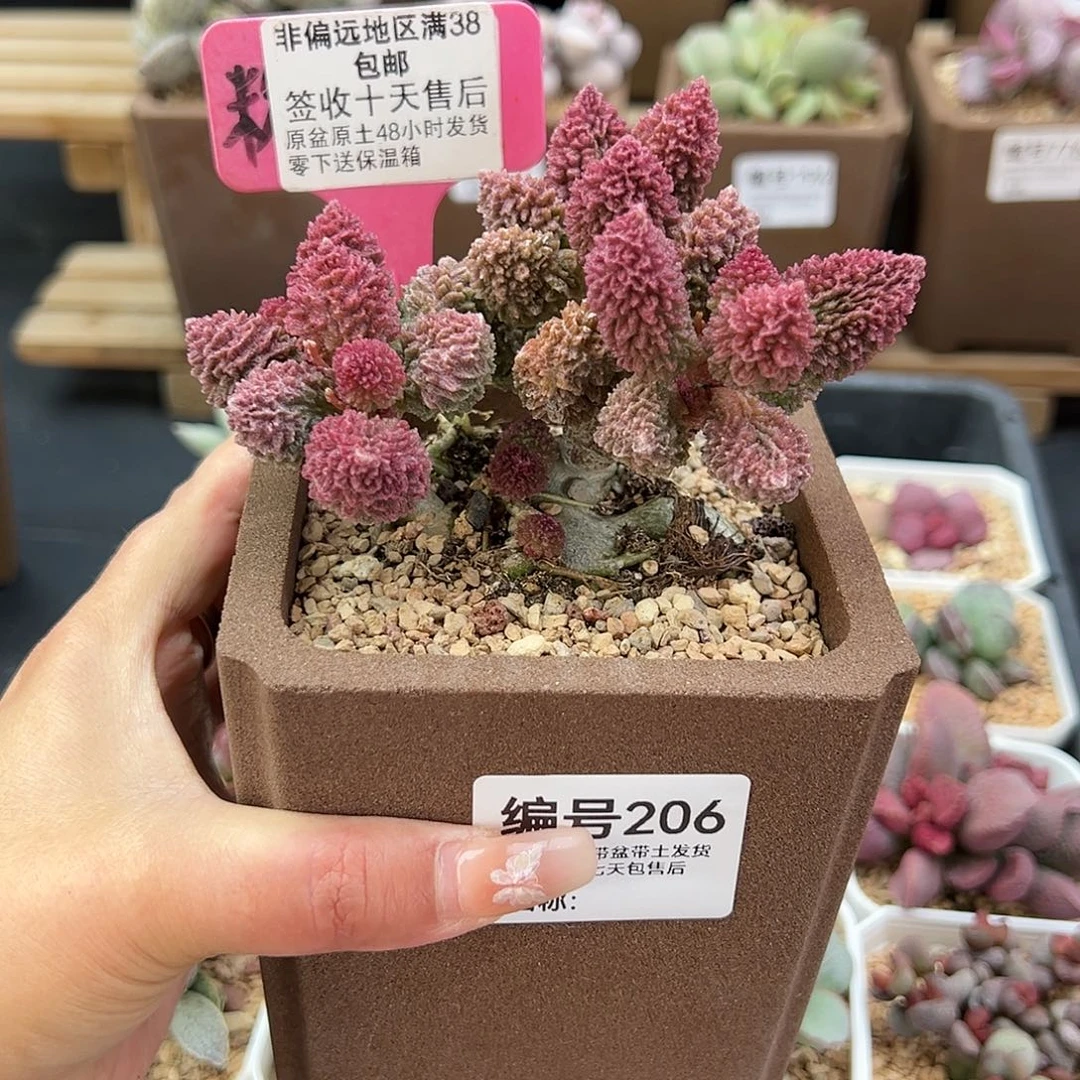 5***4206朱紫玉多肉植物